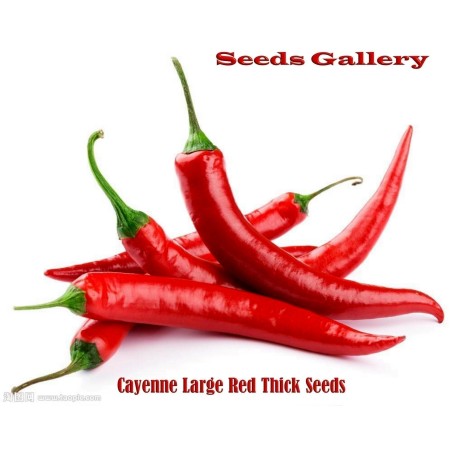 Cayenne Thick Seeds | Seeds Shop Store