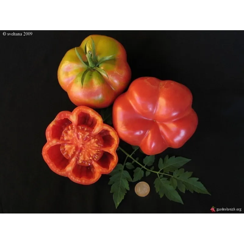 Spanish tomato seeds Montserrat | Seeds Shop Store