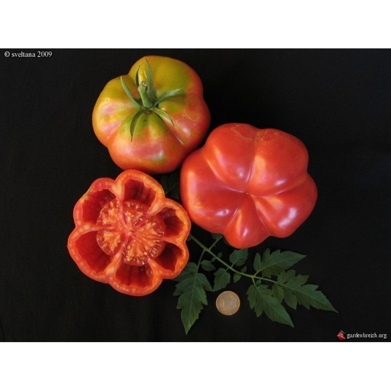 Sementes de tomate espanhol Montserrat | Seeds Shop Store