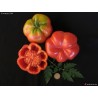 Spanish tomato seeds Montserrat | Seeds Shop Store