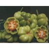Sementes de tomate espanhol Montserrat | Seeds Shop Store