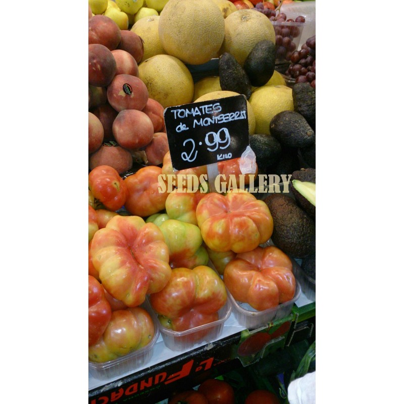 Sementes de tomate espanhol Montserrat | Seeds Shop Store