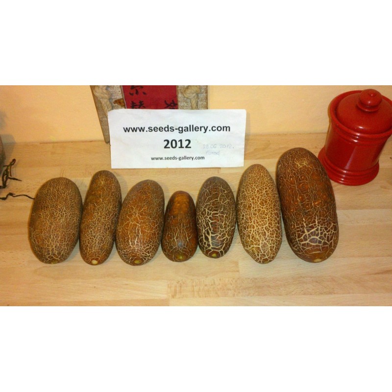 Sikkim Krastavac Seme | Seeds Shop Store