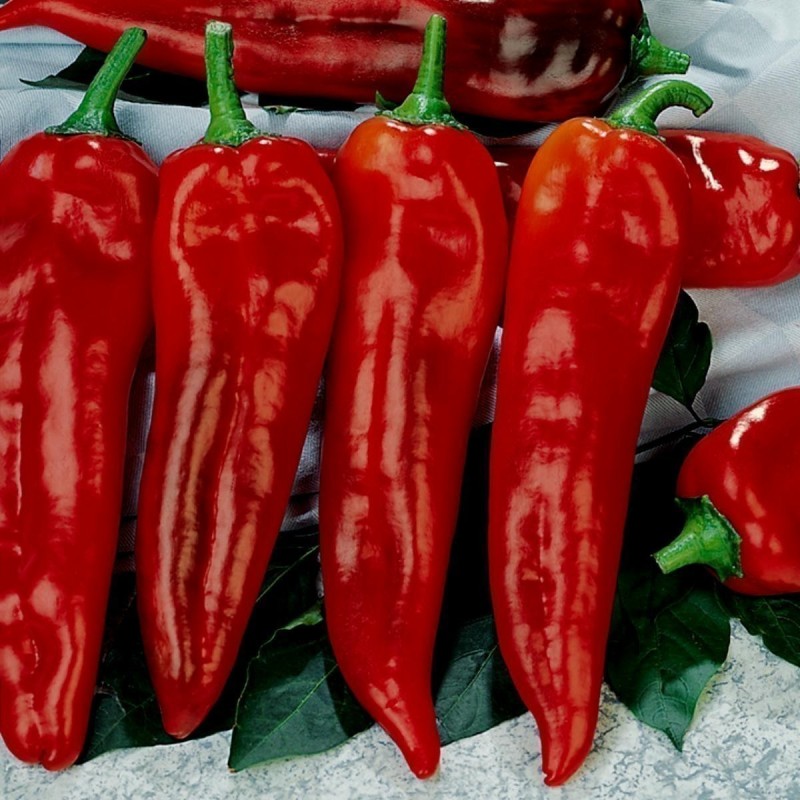 Corno di Toro Rosso Sweet Pepper Seeds | Seeds Shop Store