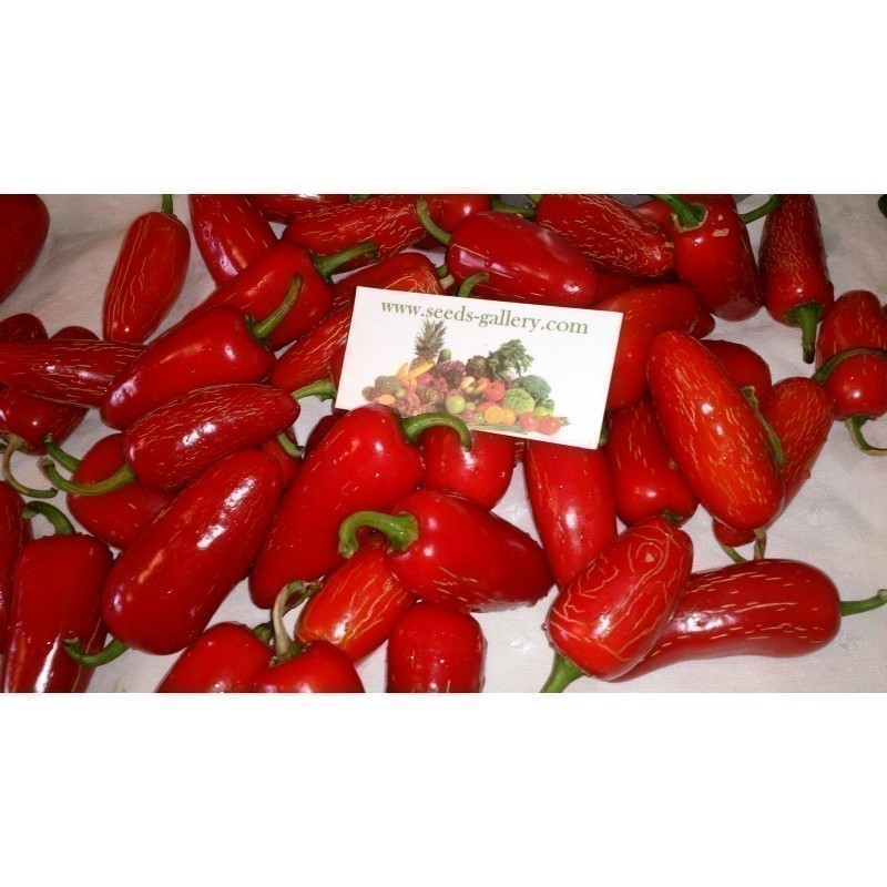 Sementes de Early Jalapeno Pepper Pimenta Rápida Colheita | Seeds Shop Store