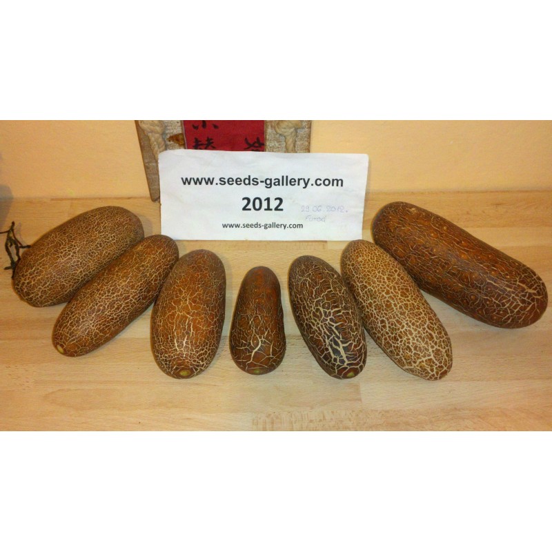 Sikkim Krastavac Seme | Seeds Shop Store