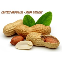Peanut Seeds (Arachis hypogaea) - 228.714671