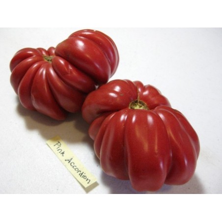 Pink Accordion Tomato Seeds | Seeds Shop Store