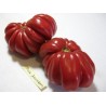 Pink Accordion Tomato Seeds | Seeds Shop Store