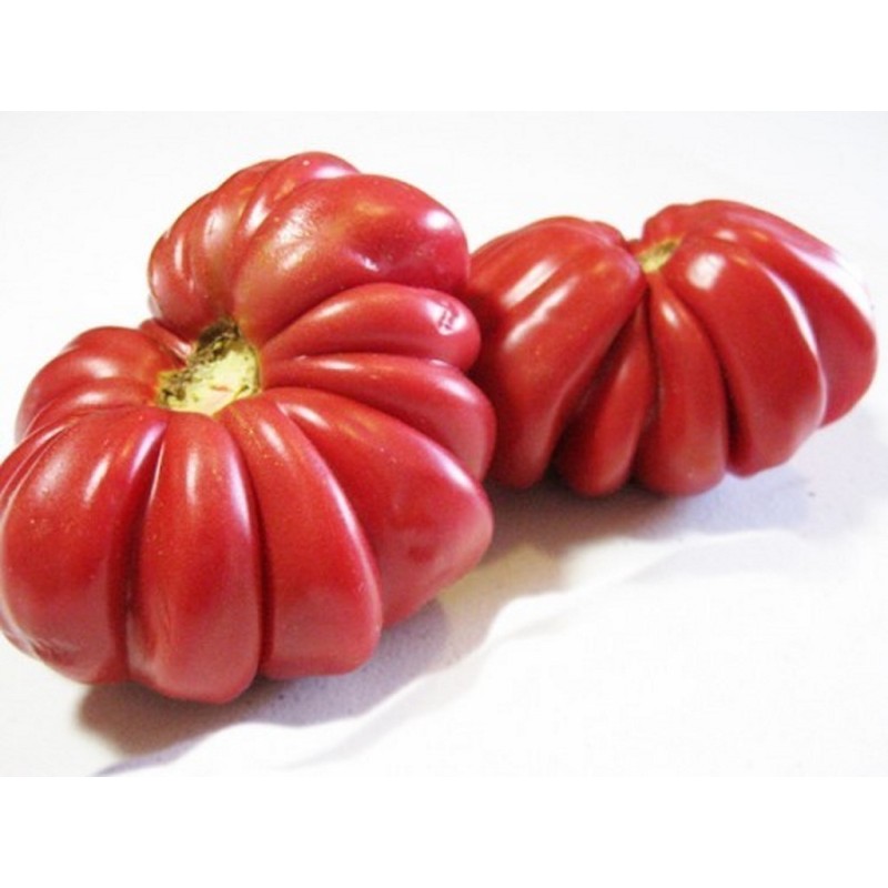 Pink Accordion Tomato Seeds | Seeds Shop Store