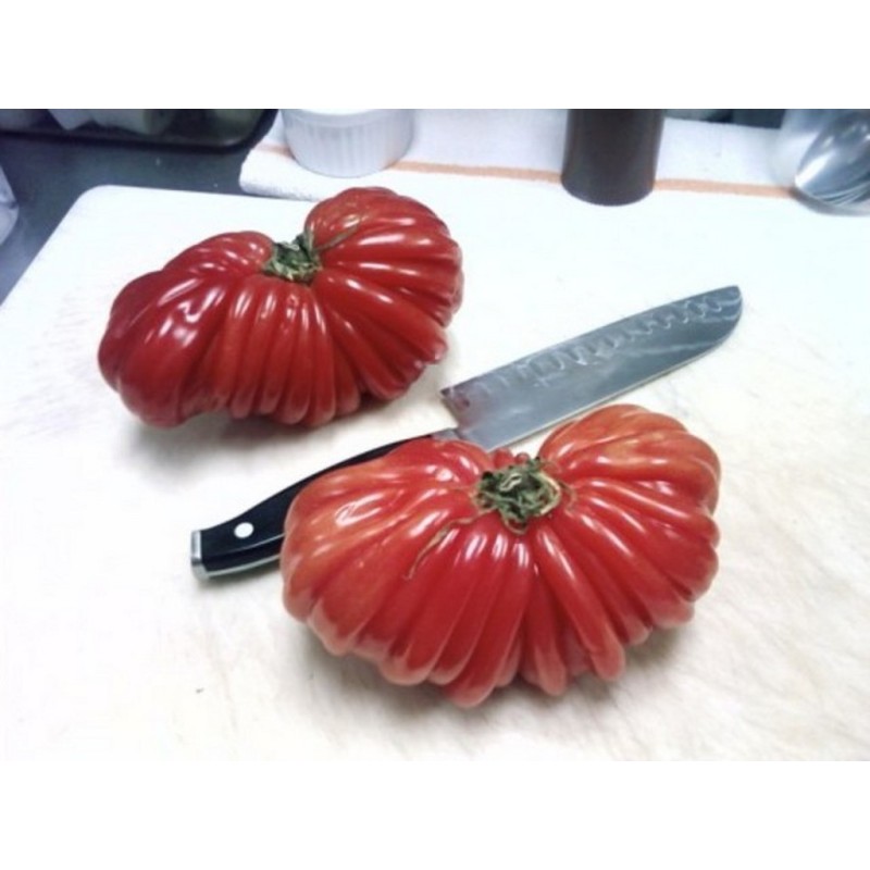 Pink Accordion Tomato Seeds | Seeds Shop Store