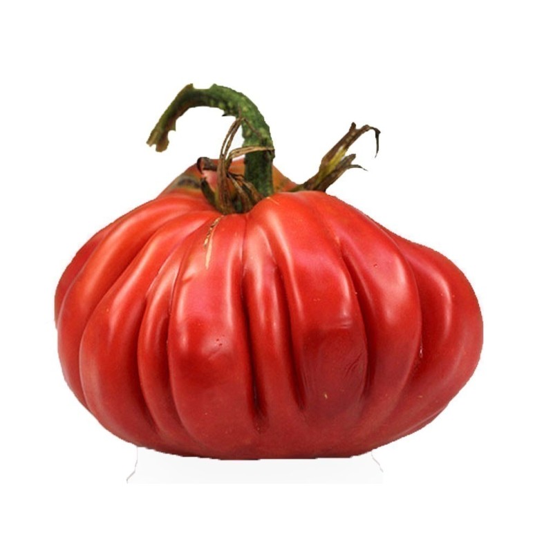 Pink Accordion Tomato Seeds | Seeds Shop Store