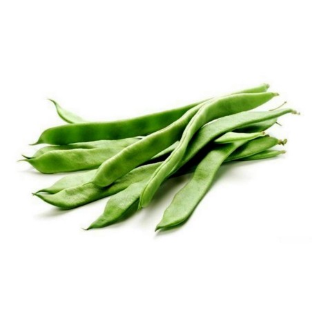 Semi di fagioli verde Cer Starozagorski | Seeds Shop Store