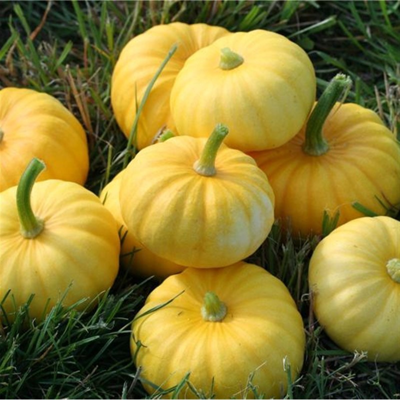 Pumpkin JACK BE LITTLE seeds | Seeds Shop Store