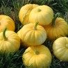 Pumpkin JACK BE LITTLE seeds | Seeds Shop Store
