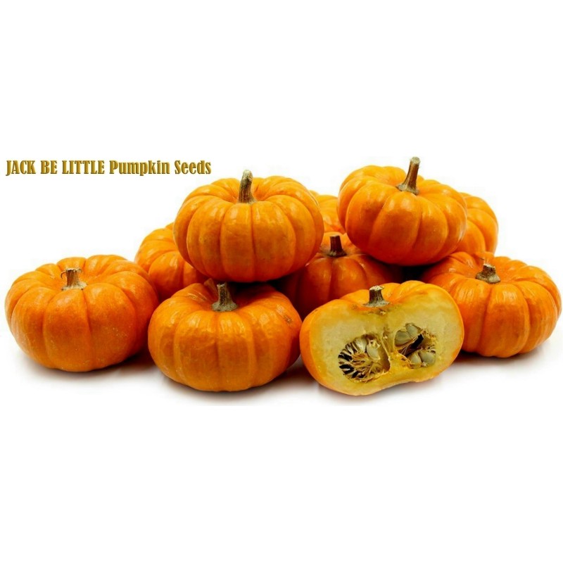 Pumpkin JACK BE LITTLE seeds | Seeds Shop Store