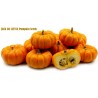 Pumpkin JACK BE LITTLE seeds | Seeds Shop Store