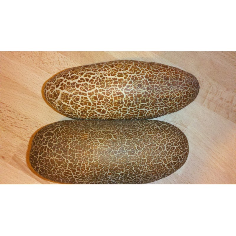 Sikkim Krastavac Seme | Seeds Shop Store