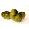 Raf Tomaten Samen | Seeds Shop Store