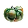 Raf Tomaten Samen | Seeds Shop Store