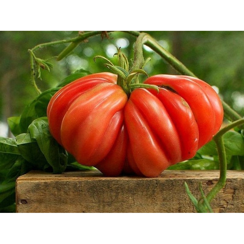 Rare Zapotec Ribbed Tomato Heirloom Organic Seeds | Seeds Shop Store