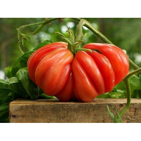 Rare Zapotec Ribbed Tomato Heirloom Organic Seeds | Seeds Shop Store