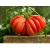Rare Zapotec Ribbed Tomato Heirloom Organic Seeds | Seeds Shop Store
