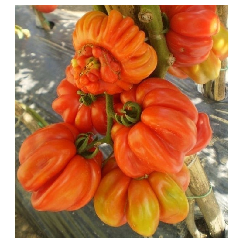 Rare Zapotec Ribbed Tomato Heirloom Organic Seeds | Seeds Shop Store