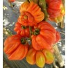 Rare Zapotec Ribbed Tomato Heirloom Organic Seeds | Seeds Shop Store