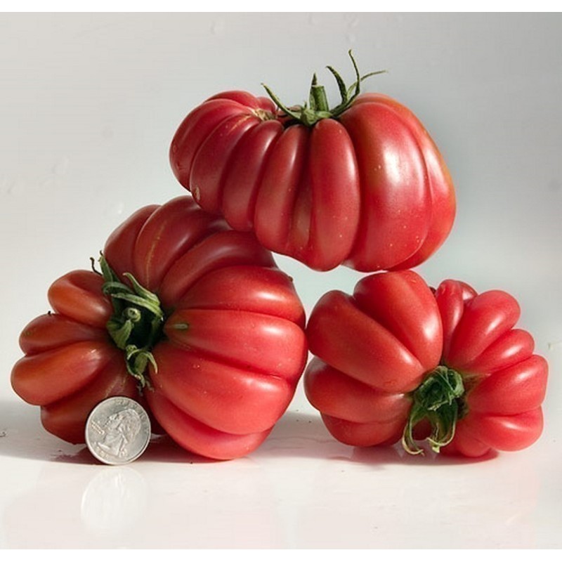 Rare Zapotec Ribbed Tomato Heirloom Organic Seeds | Seeds Shop Store