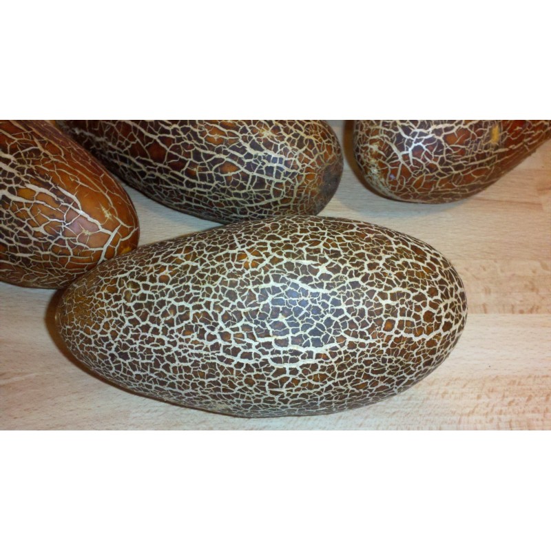 Sikkim Krastavac Seme | Seeds Shop Store