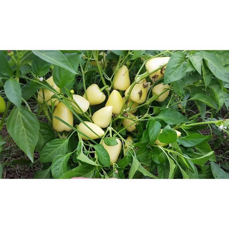 Somborka paprika Frön | Seeds Shop Store