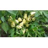 Somborka paprika Frön | Seeds Shop Store
