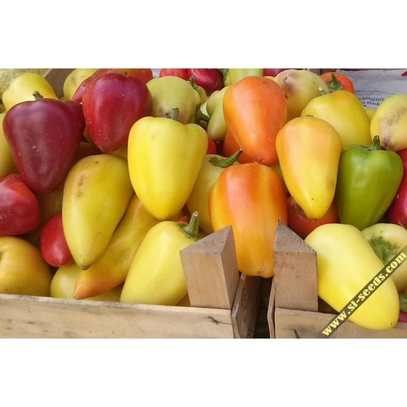 Somborka paprika Frön | Seeds Shop Store
