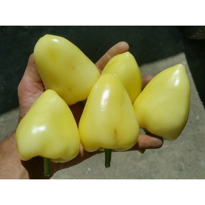 Somborka paprika Frön | Seeds Shop Store