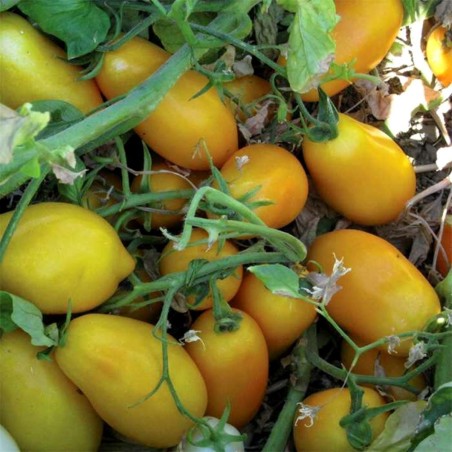 Tomato Seeds GOLDEN SAN MARZANO | Seeds Shop Store