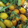 Tomato Seeds GOLDEN SAN MARZANO | Seeds Shop Store