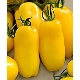 Σπόροι Ντομάτα Golden San Marzano - 234.57915