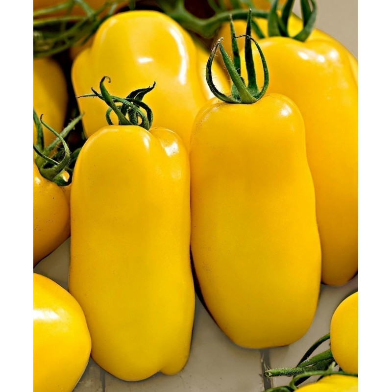Tomato Seeds GOLDEN SAN MARZANO | Seeds Shop Store
