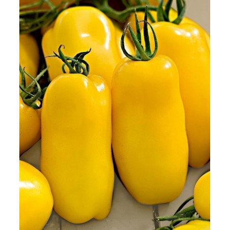 Tomato Seeds GOLDEN SAN MARZANO | Seeds Shop Store