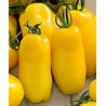 Tomato Seeds GOLDEN SAN MARZANO | Seeds Shop Store