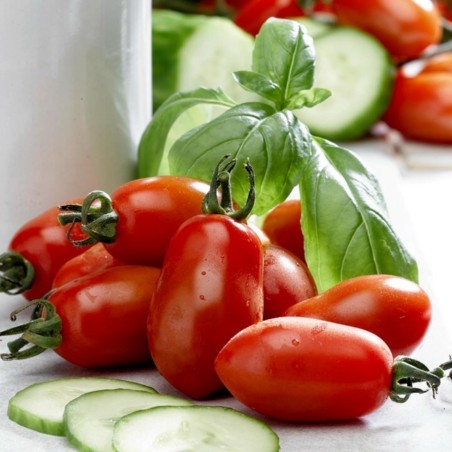 Tomato Seeds SAN MARZANO 2 | Seeds Shop Store