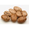 Σπόροι φασολιών Pinto | Seeds Shop Store