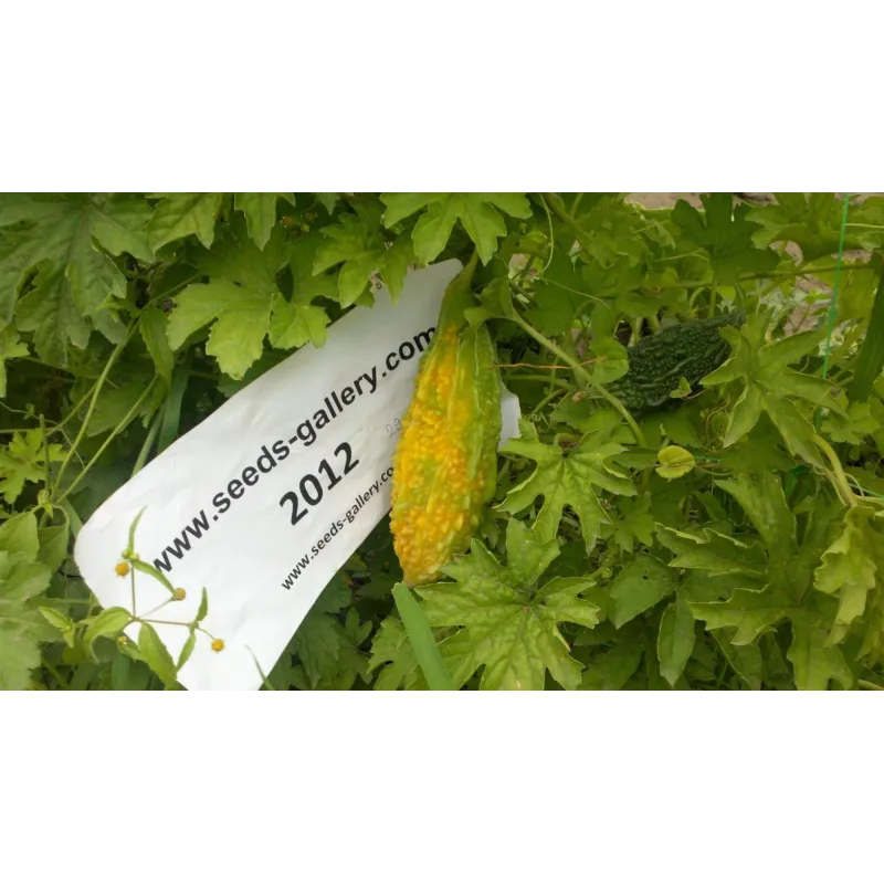 Keserűdinnye magok (Momordica charantia) | Seeds Shop Store