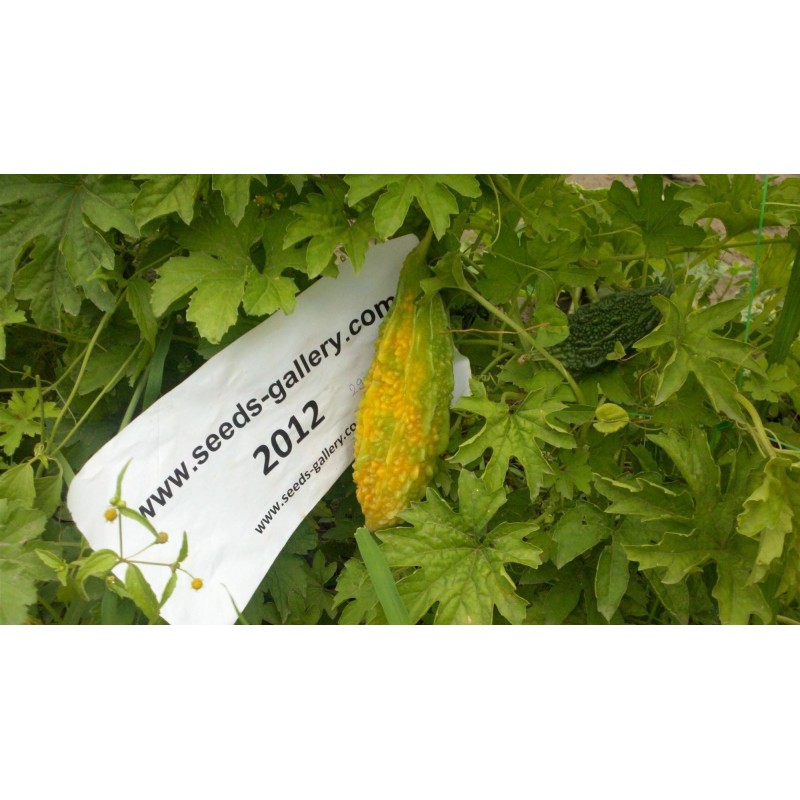 Gorka Dinja - Karfela Seme (Momordica charantia) | Seeds Shop Store