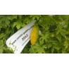 Keserűdinnye magok (Momordica charantia) | Seeds Shop Store