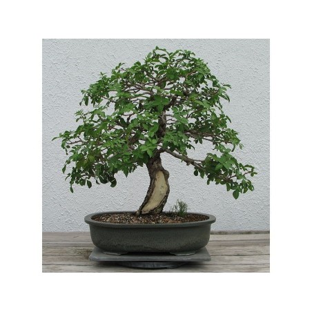 Brazilian pepper Seeds - 293.223938