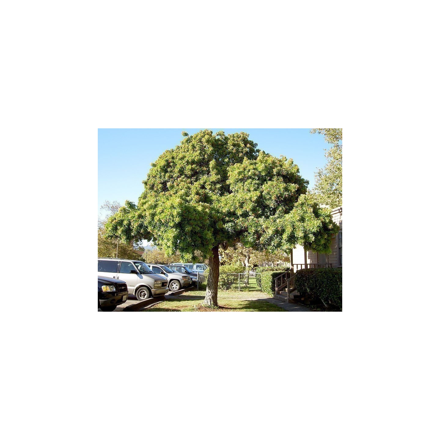 Brazilian pepper Seeds - 293.223938