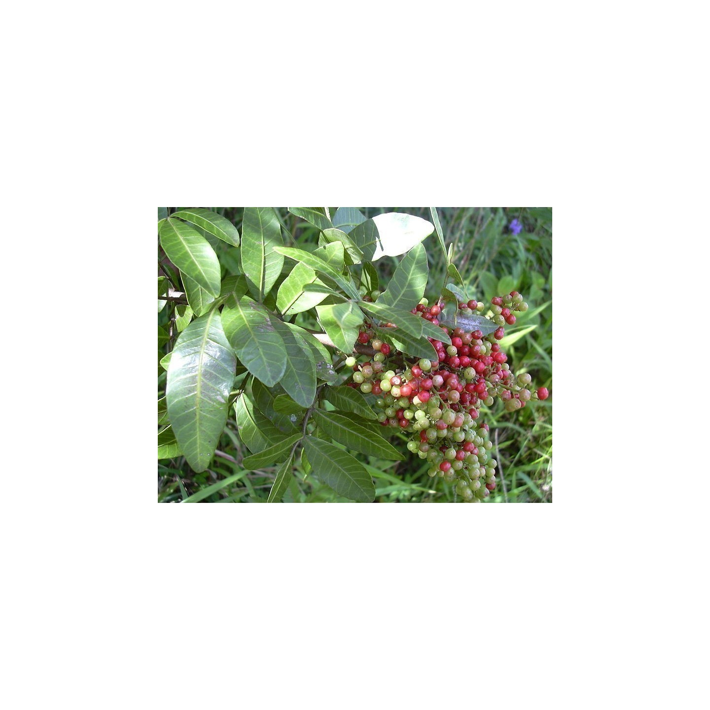 Brazilian pepper Seeds - 293.223938