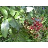 Brazilian pepper Seeds - 293.223938